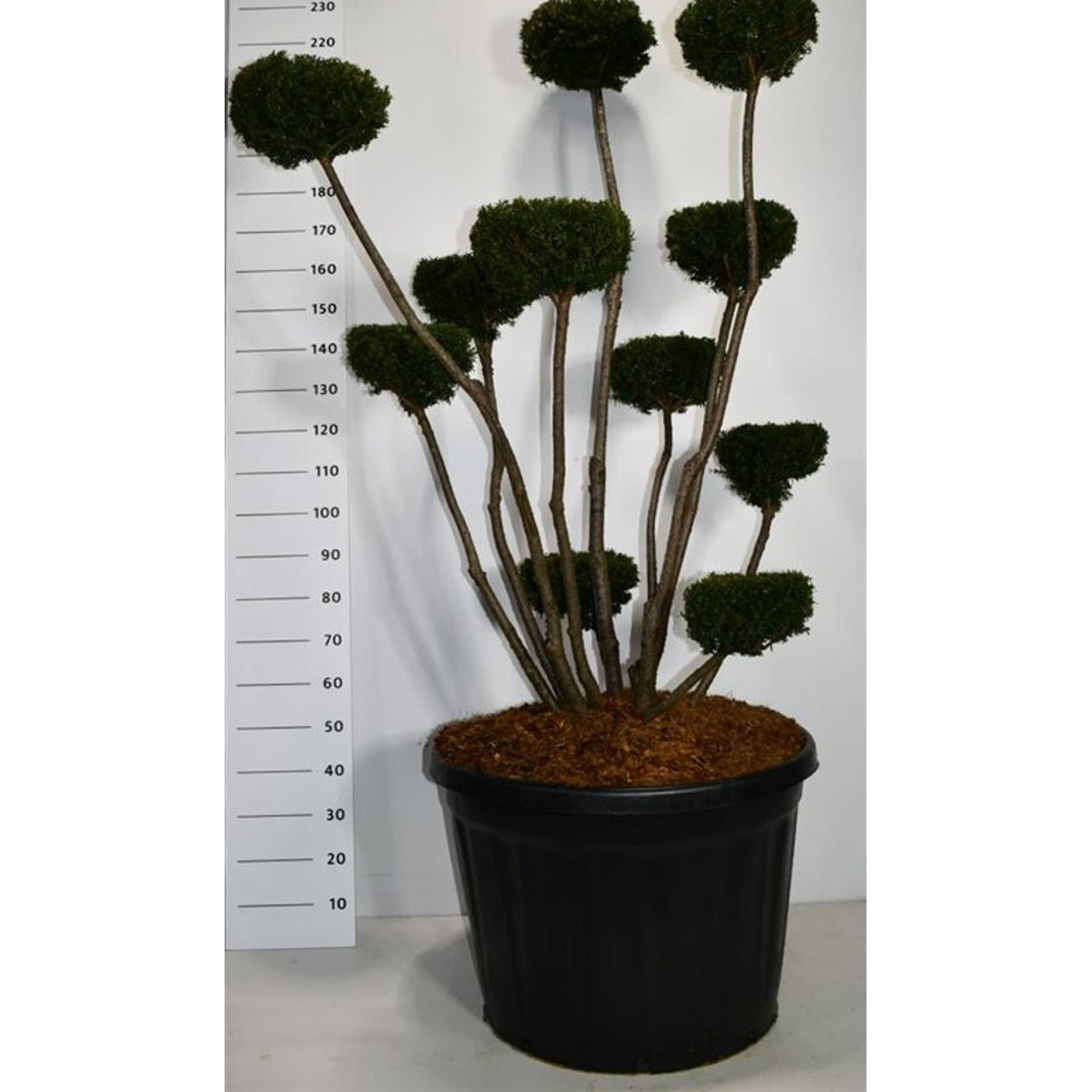 Hybrididegran – Taxus media 'Hicksii' - C180 175-200 cm. Bonsai